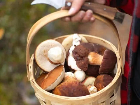 Arctic Wild Berry & Mushroom Foraging and Tasting
