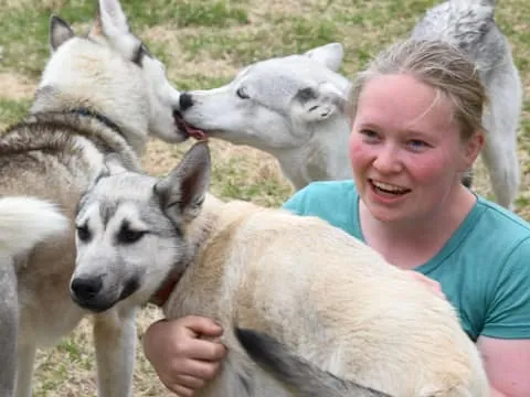 Evening Tea with Huskies and Farm Visit