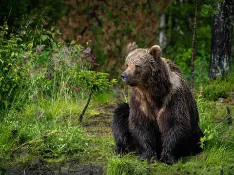Bear Watching Evening Tour