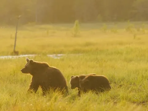Bear Watching Overnight Tour