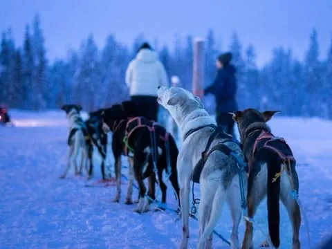Pyhätunturi: Husky safari 8-10km including a farm visit