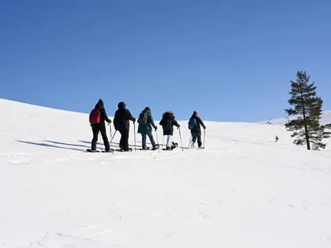 Levi: Guided Snowshoeing Tour with Hot Drinks