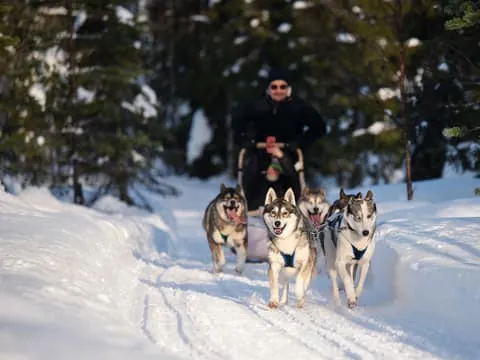 5km Husky Safari with Lunch