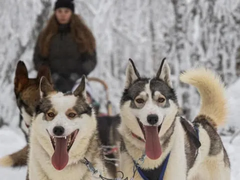 Morning 10km Husky Safari with breakfast