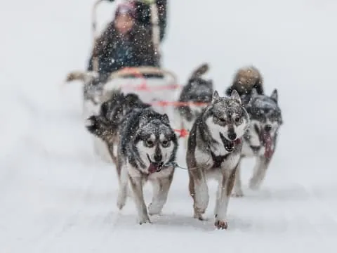 10km Husky Sled Ride with Snacks and Campfire