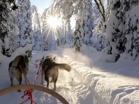 5km Husky Safari with Snacks and Campfire