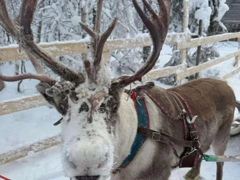 Sami Spirit: Reindeer Ride with a Sami Herder