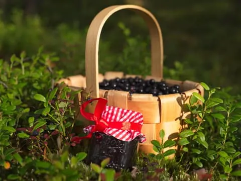 Arctic Berries & Jam Workshop