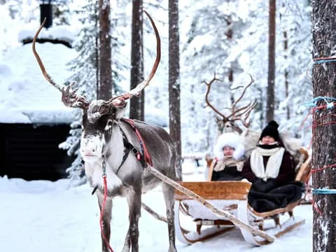 Levi: Reindeer Sleigh Ride 1.5km In Magical Forest
