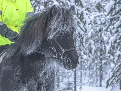 Levi: Riding Trek with Icelandic Horses
