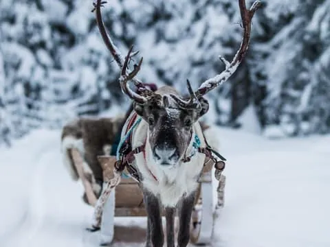 Reindeer Ride and Husky Safari with Snacks