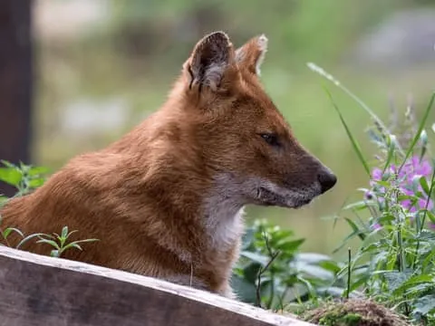 Ranua Wildlife Park Experience