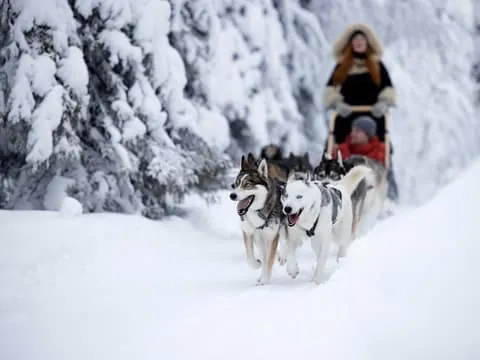 Husky and Reindeer Sleigh Ride with Lunch