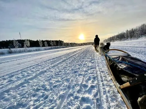 In Ivalo: Dog sled ride to meet the dogs of Taymyr