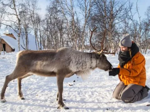 Sámi Culture and Reindeer Herding Tour