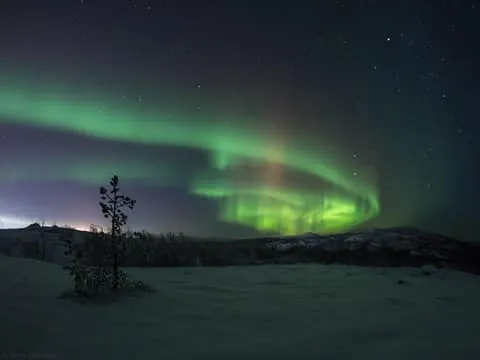 All-Inclusive Ranua Zoo Excursion & Aurora Dinner