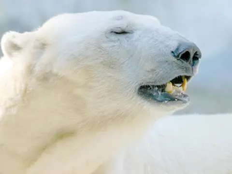 Arctic Wildlife – Private Ranua Zoo VIP Tour