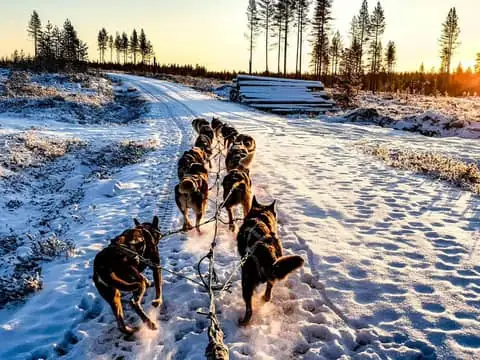 Private Husky Safari – Husky Ride & Hot Drinks