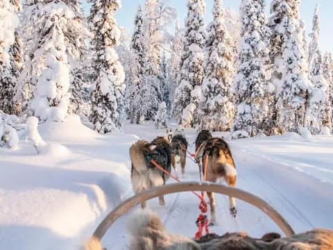 Winter Adventure Park with Husky & Reindeer Ride