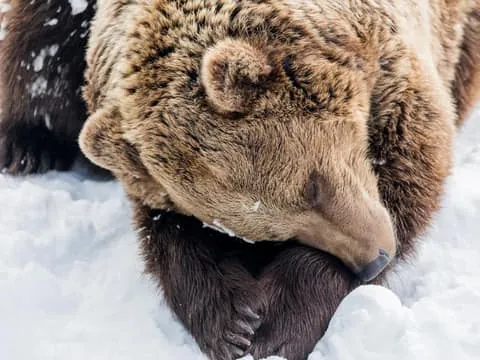 Ranua Zoo and Optional Snow Hotel Tour