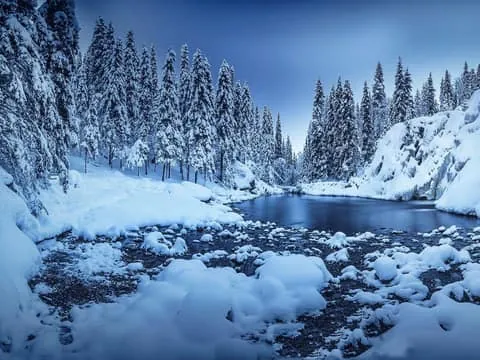 Snowy Forest Like in the Movies 3-Hour Tour