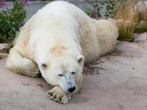 Ranua Zoo Wildlife Park Tour (Transport & Tickets)