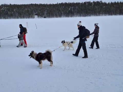 Dog sledding with Taimyr dogs, unique in Europe, on Ivalo