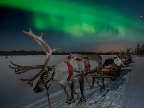 Northern Lights & Reindeer Evening Experience