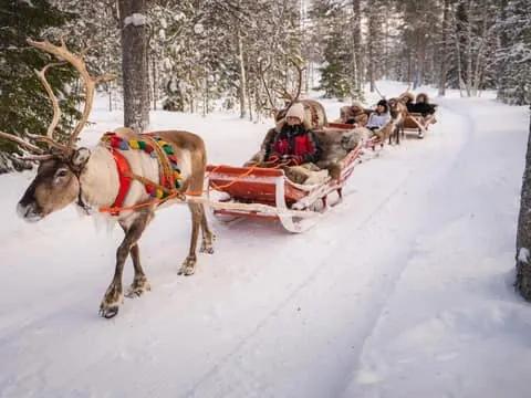 Winter Reindeer Safari at Santa Claus Village