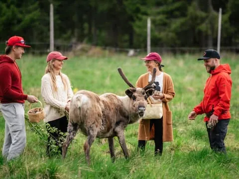 Live the Life of the Reindeer Herder in Rovaniemi, Lapland