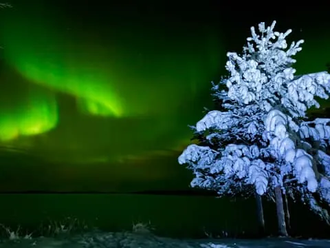 Arctic lights, forest fire & Lapland magic