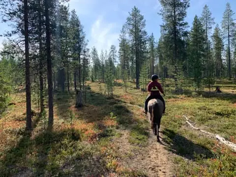 Levi: Half-Day Horse Riding Trek with Icelandic Horses