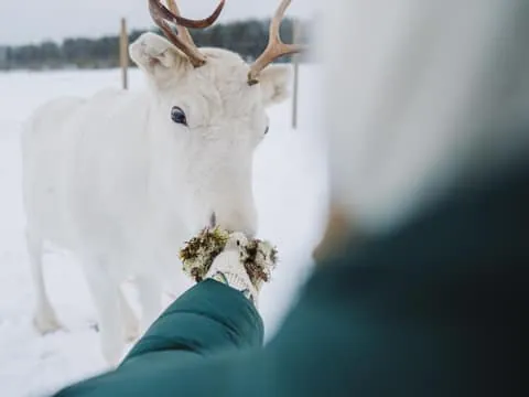 Äkäslompolo: Jänkä Resort Ranch Visit