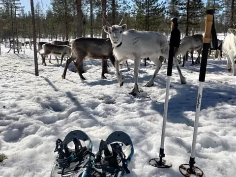 Private snowshoeing tour to reindeer pasture