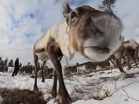 Sámi Reindeer Herding Family Workshop & Visit+Lunch