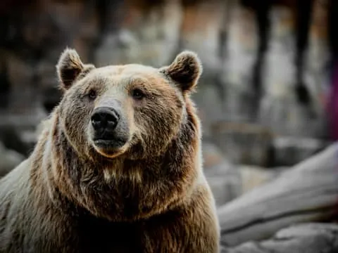 Bear Watching Safari – Overnight Arctic Wildlife Experience