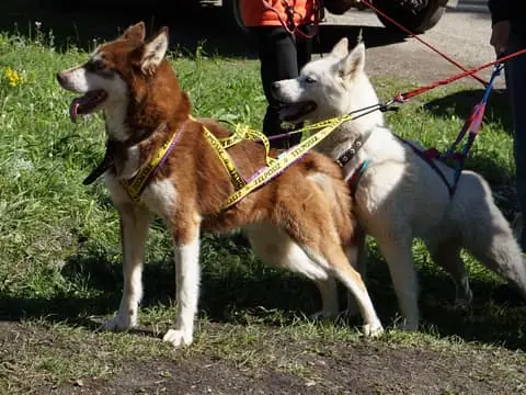 Hiking with Huskies & Family Husky Farm Visit