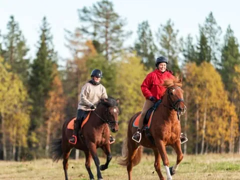 Ruka-Kuusamo: Advanced Finnhorse Trail Ride with Warm Drink