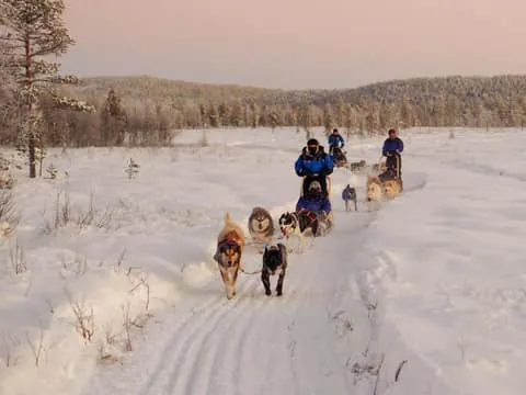 Vuojärvi: 2.5-Hour Husky Safari with Family Farm Visit
