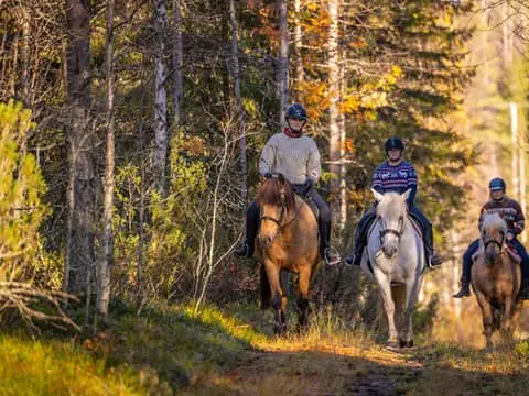 Ruka-Kuusamo: Finnhorse Ride for Beginners at Ronivaara Farm