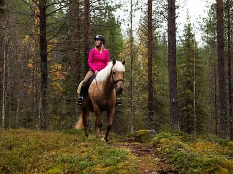 Guided Finnhorse Trail Ride for Confident Riders
