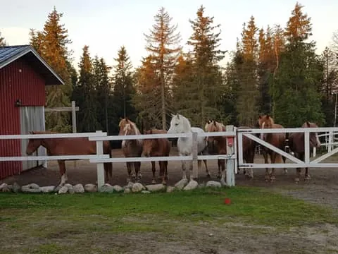 Private Morning Stable Experience