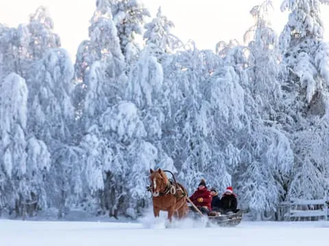 Private Finnhorse Sleigh Ride 1h