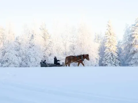 Private Finnhorse Sleigh Ride at Ronivaara Farm