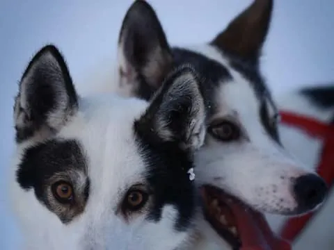 Levi: Husky Farm Visit and Sleigh Ride