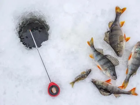 Ice Fishing and Fish Tasting Adventure