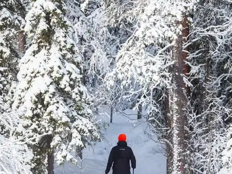 Easy Snowshoe tour in Ylläs