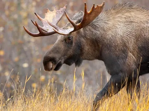 Wild Moose Safari