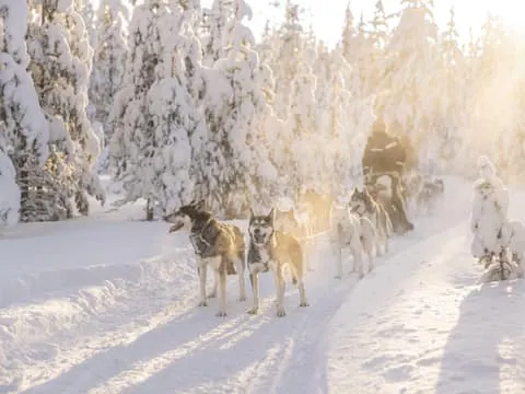 Husky Safari on a Snowy Trail (1-5-10-20 KM)