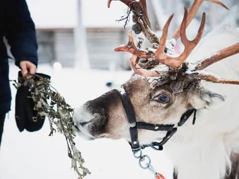 Reindeer, Huskies & Santa Claus Village